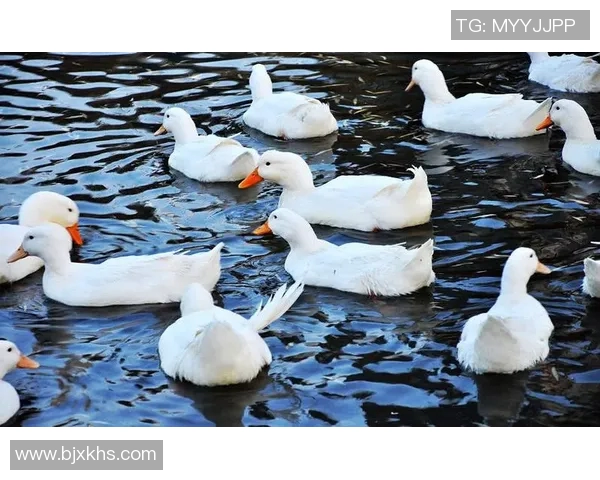 雄鹿栖息地的生态演变与保护现状分析探讨